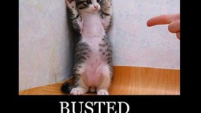 BUSTED: You Don’t Need A Tegra 3 Device For “Tegra 3” Graphics (RANT)