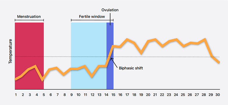 Gráfico que ilustra as fases do ciclo menstrual, incluindo menstruação, janela fértil e ovulação com mudanças de temperatura. Gráfico que ilustra as fases do ciclo menstrual, incluindo menstruação, janela fértil e ovulação com mudanças de temperatura.