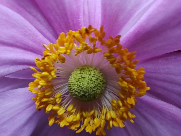 honor-90-test-photo