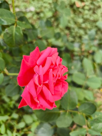 xiaomi-13t-pro-test-photo
