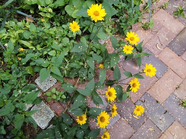 Test photo de la Xiaomi Redmi Pad SE