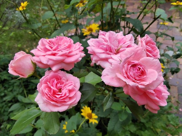 Test photo de la Xiaomi Redmi Pad SE
