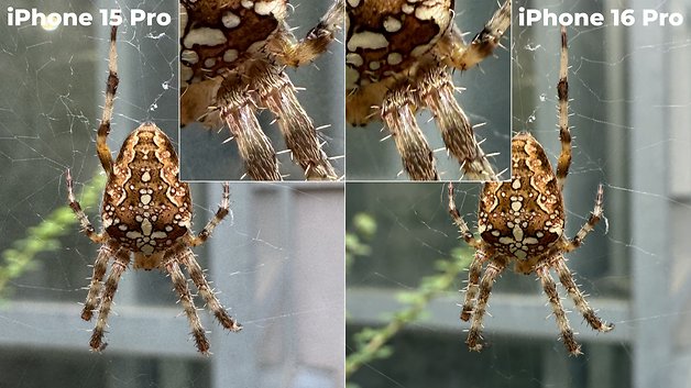 Comparison of spider photos taken with iPhone 15 Pro and iPhone 16 Pro, showing details in the close-ups.