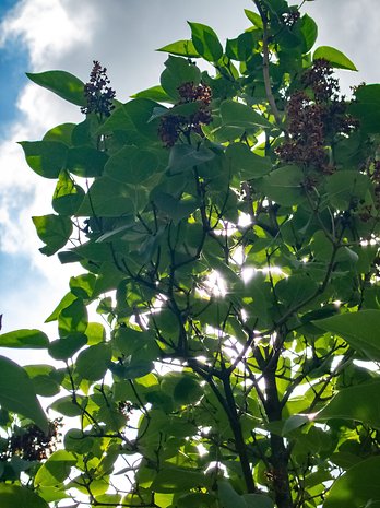 Xperia 1 Mark V Photos RAW