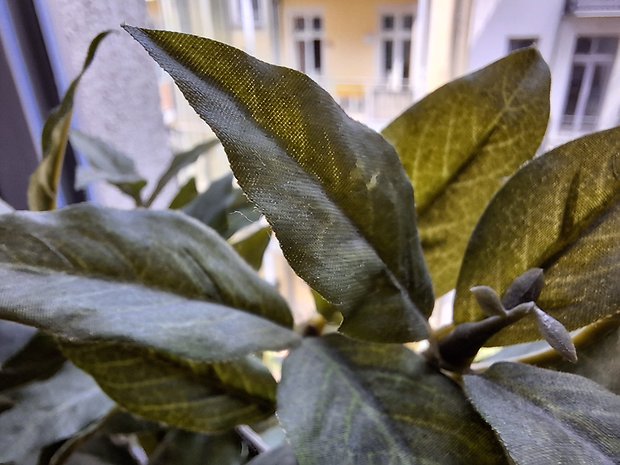 Samsung Galaxy A54 review sample: Macro