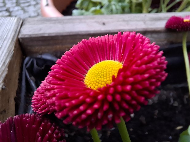 Samsung Galaxy A55: Objectif macro